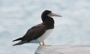 Brunule Brown Booby Philipsburg, St. Maarten-8777