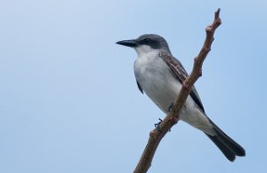 Gråkongetyrann Grey Kingbird Philipsburg, St. Maarten-8916