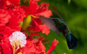 Grønnkarib Green-throated Carib St. Maarten-9075