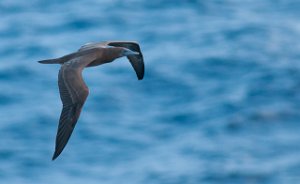 Maskesule Masked Booby Charlotte Amalie, St. Thomas-8444