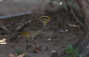 Myrparula Palm Warbler Nassau, Bahamas-8240