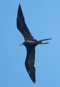 Praktfregattfugl Magnificent Frigatebird Philipsburg, St. Maarten-8551