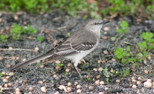 Sangspottefugl Nothern Mockingbird Miami-8148