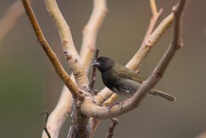 Skifergresspurv Black-faced Grassquit St. Maarten-8900