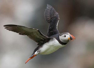 Lunde Hornøya, Vardø-0562