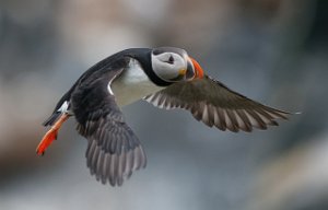 Lunde Hornøya, Vardø-0574