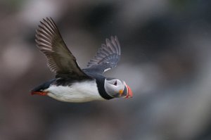 Lunde Hornøya, Vardø-2665