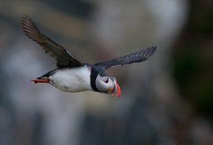 Lunde Hornøya, Vardø-2699