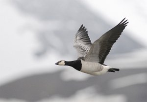 Hvitkinngås Barnacle Goose Adventdalen, Svalbard 1313