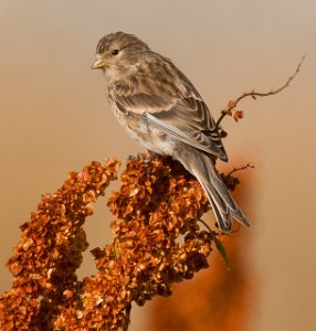 Bergirisk Sula, Frøya-7187