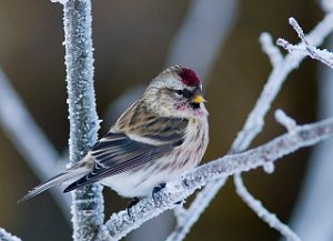 Gråsisik Brøttem, Klæbu 027