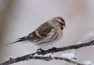 Gråsisik Brøttem, Klæbu 455