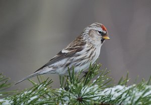 Gråsisik Brøttem, Klæbu 489