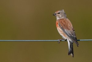 Tornirisk hann Skjerns Enge, Jylland-7306