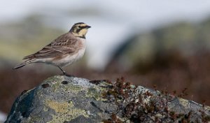 Fjellerke Kongsfjordfjellet, Berlevåg-6786