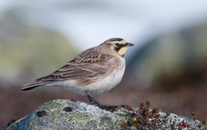 Fjellerke Kongsfjordfjellet, Tana-6854