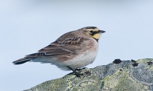 Fjellerke Kongsfjordfjellet, Tana-6952