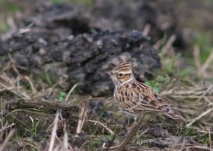 Trelerke Utsira 065