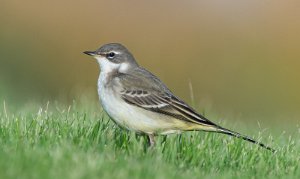 Gulerle Utsira - 6103