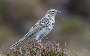 Heipiplerke Sula, Frøya - 0090