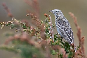 Heipiplerke Sula, Frøya - 0156