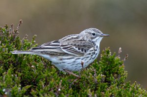 Heipiplerke Sula, Frøya - 9628