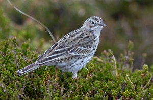 Heipiplerke Sula, Frøya - 9675