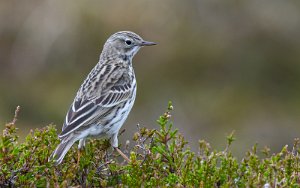 Heipiplerke Sula, Frøya - 9688