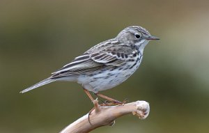 Heipiplerke Sula, Frøya - 9694