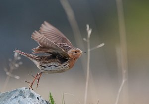 Lappiplerke Hamningberg, Båtsfjord-3903