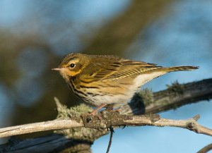 Sibirpiplerke Austrheim, Utsira-8109