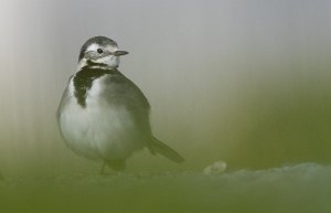 Svartryggerle Sula, Frøya - 5812