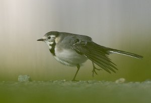 Svartryggerle Sula, Frøya - 5823