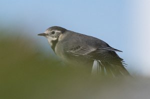 Svartryggerle Sula, Frøya - 5868