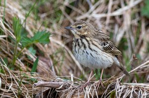 Trepiplerke Holtvatna, Midtre Gauldal - 4998