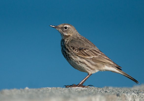 Skjærpiplerke