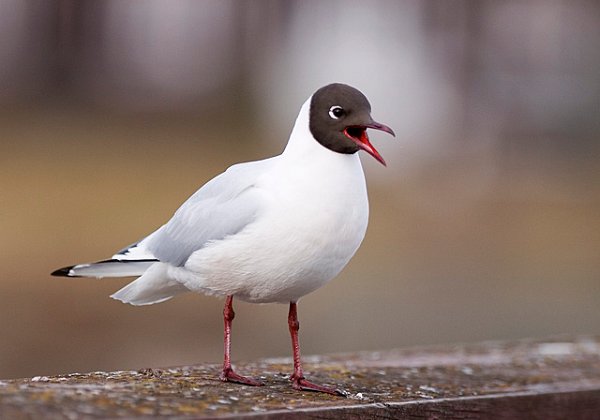 Måker og terner