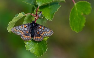 Iduns rutevinge Finnmark - 1061