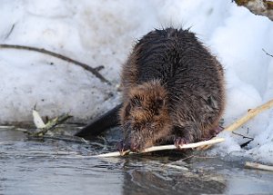 Bever Tanemsbeua, Klæbu 1180