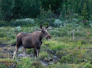 Elg Fokstumyra, Dovre 877