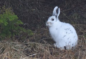 Hare Källsjøen - 0056