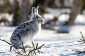 Hare Røros - 0147