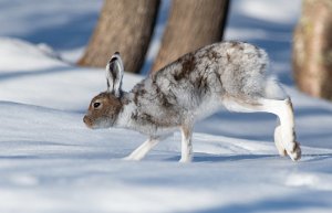 Hare Røros - 0180