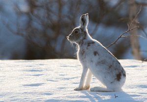 Hare Røros - 5852