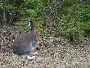 Hare Skalstufjellet 1388