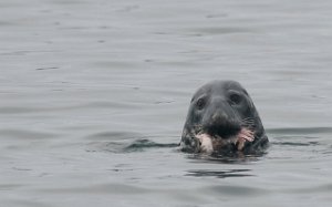 Havert Vadø havn, Vardø-8679