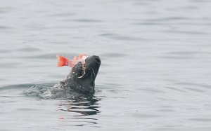 Havert Vadø havn, Vardø-8695