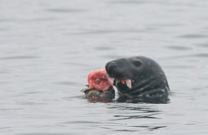 Havert Vadø havn, Vardø-8716