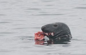 Havert Vadø havn, Vardø-8719