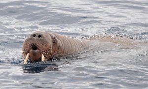 Hvalross Isfjorden, Svalbard 5674